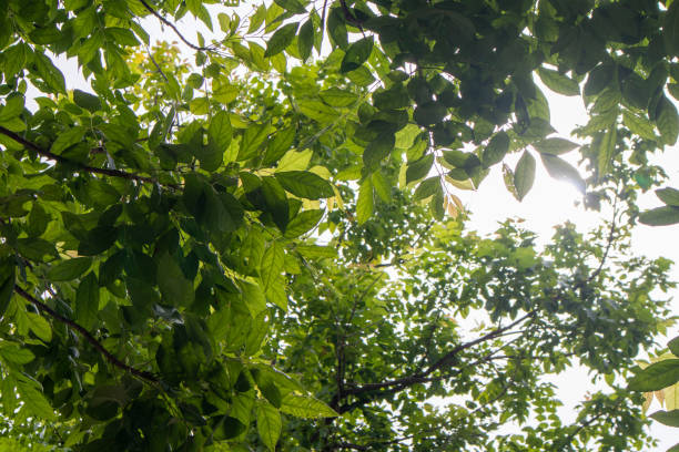 istock Beautiful green natural leaf background 1642182439
