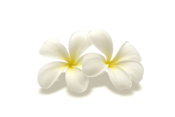 istock Plumeria, Frangipani isolate on white background with clipping path 1642184068