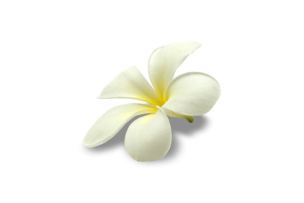 istock Plumeria, Frangipani isolate on white background with clipping path 1642184069