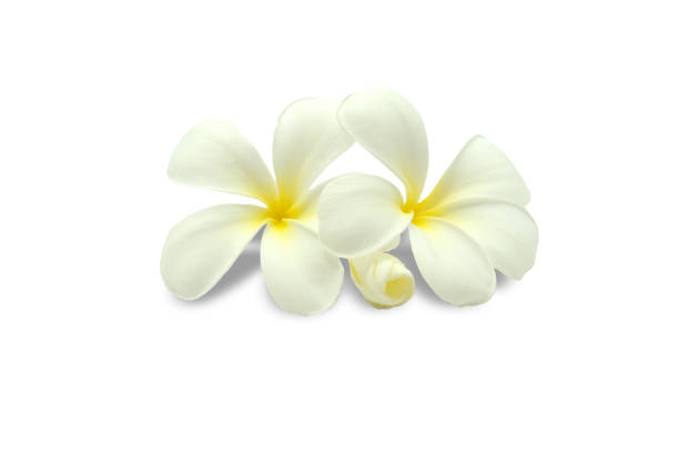 istock Plumeria, Frangipani isolate on white background with clipping path 1642184073