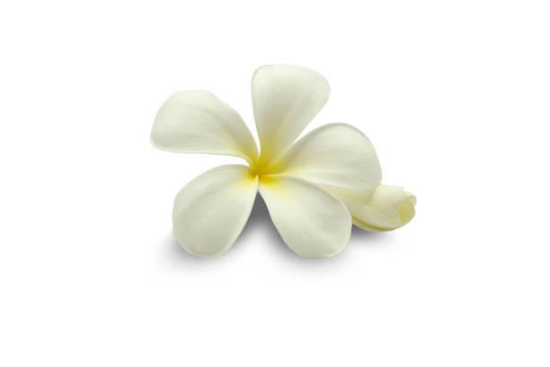 istock Plumeria, Frangipani isolate on white background with clipping path 1642184074