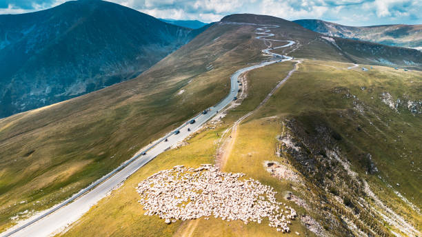 Cars on the road and many sheep on the side of the road. View from above. Spectacular road that crosses the mountains in Romania. balea lake romania stock pictures, royalty-free photos & images