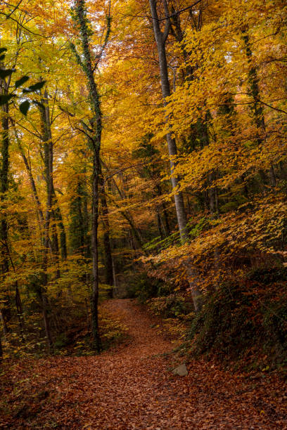 istock Autumn in the Preses. Olot 1642193045