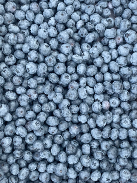 istock Lots of Fresh Delicious Blueberries 1642197865