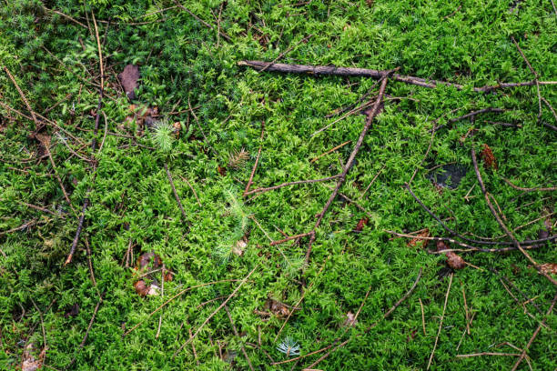 istock Beautiful forest ground texture close up. 1642198950