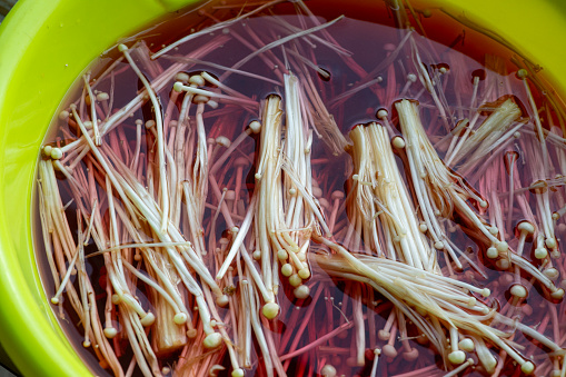 golden needle mushroom in water, potassium permanganate, to clean it from residues.