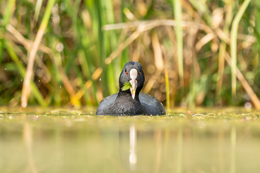 Close-up of a swimming eurasian coot during spring time on sunny day, green background