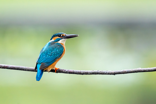 Close-up of a blue kingfisher sitting on a branch during spring time on sunny day