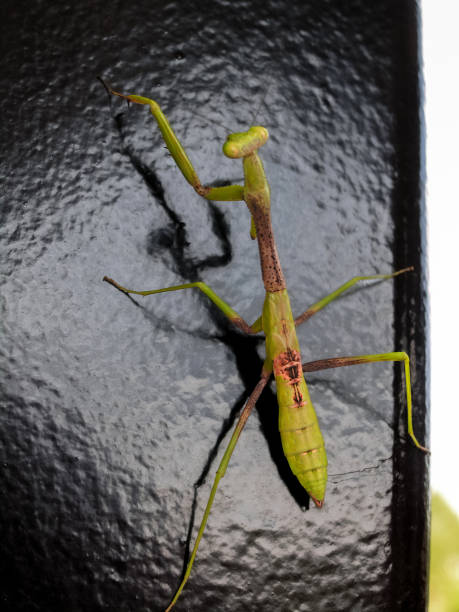 Free Stock Photo of Carolina Mantis | Download Free Images and Free ...