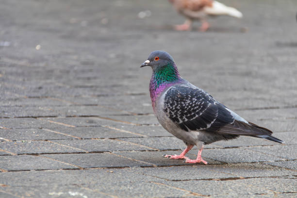 Feral pigeon standing on a brick sidewalk
