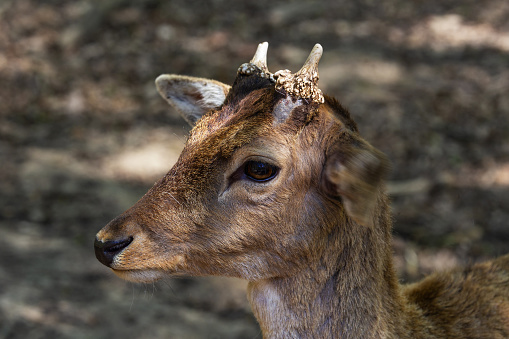 Dama dama, European fallow deer portrait of a young fallow deer in the forest. Wild photo.