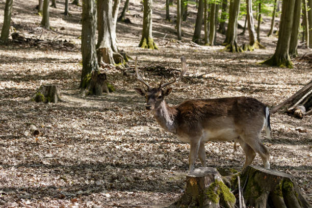 istock Dama dama, European fallow deer grazing in a beautiful, deciduous forest. Wild photo. 1642216568