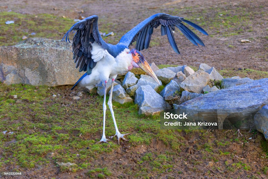 Leptoptilos crumeniferus - stork-like bird standing head-on on grass with wings slightly spread Africa Stock Photo