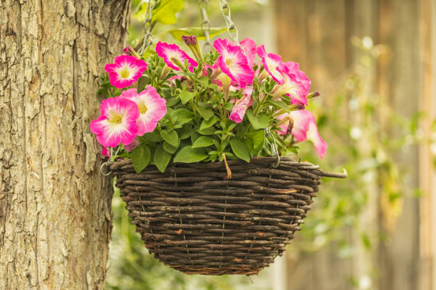 istock Flowers grow in a wicker basket hanging from a tree. 1642223668
