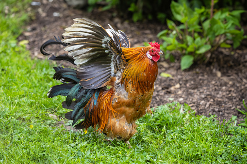 Gallus gallus f. domestica - walking on green grass and flapping its wings.