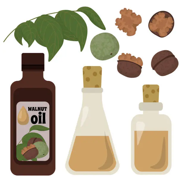 Vector illustration of Set of walnut oil in bottles and a flask, walnut fruits and leaves in shell and without