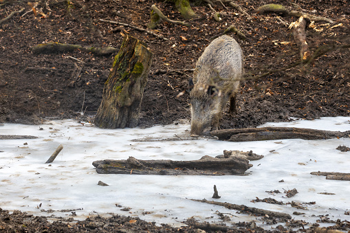A wild pig standing by a frozen stream and looking to cross the stream