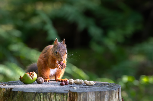 One red squirrel sitting eating a nut on a tree stump in woodland in Scotland on a summer morning