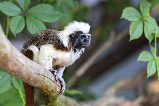 istock Tamarin Pinscher - a small brown and white monkey sitting on a tree trunk 1642230038