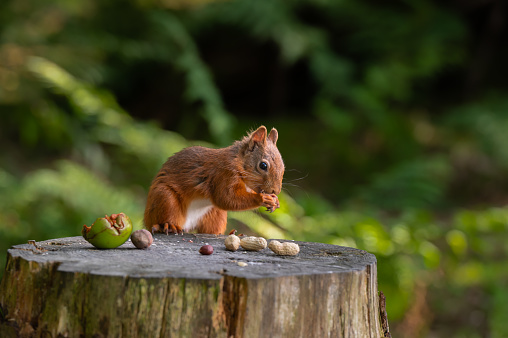 One red squirrel sitting eating a nut on a tree stump in woodland in Scotland on a summer morning