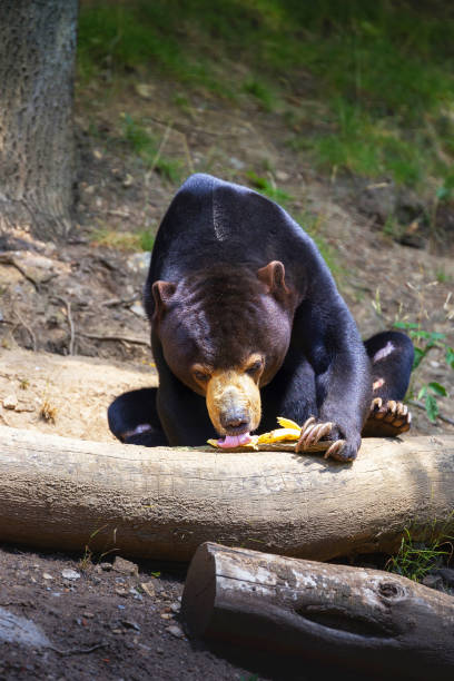 istock Helarctos malayanus - Malayan bear is the smallest bear in the world. She sits on a tree trunk, and eats a banana, has her tongue out. 1642231156