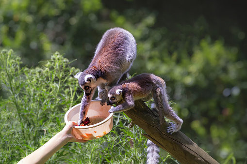 Lemur catta, two small monkeys with a long striped tail sitting on a branch and feeding