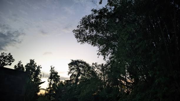 istock silhouete view of dense forest sunset and sunset sky 1642231747