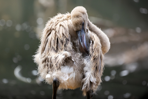 Phoenicopteridae - Greater Flamingo. The chick is colored in gray. It has a long dark-gray beak, which tears its fine feathers.