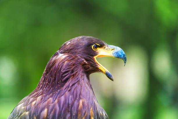 istock Haliaeetus albicilla - young sea eagle with open beak with beautiful green bokeh 1642232813