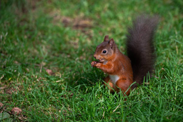 istock Cute red squirrel sitting on the ground eating a nut 1642237032