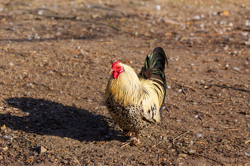 An adult rooster with beautifully colored feathers walking around the backyard looking for food.