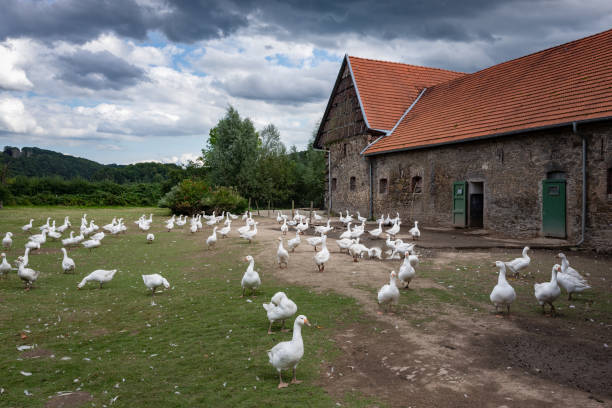 Martinmas geese on a farm at river Wupper in the Bergisches Land region in North Rhine-Westfalia, Germany