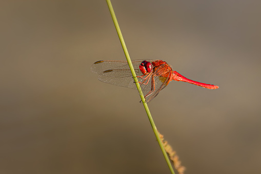 General: A local species throughout our area that prefers slow-moving waters, bordered with tall emergent vegetation. The appearance of the male changes dramatically with maturation; vivid orange abdomen turn into black and grey-blue territorial males. \nTot 42-45mm, Ab. 25-29mm, Hw 32-38mm.\nMales frequently perch on waterside plants, making darting flights between perches.\nHabitat: Appears to require a certain combination of water quality and habitat structure (such as Reed borders). Include slow flowing rivers and streams, abandoned canals, reedy lakes and ditches, oxbows and fishponds.\nFlight Season: From April to early August, but activity concentrated in May and June in most of range.\nDistribution: Widespread through M Europe, habitat specific, therefore locally common.\n\nIn the Netherlands the Dragonfly is local common. The Males have a blue Abdomen.