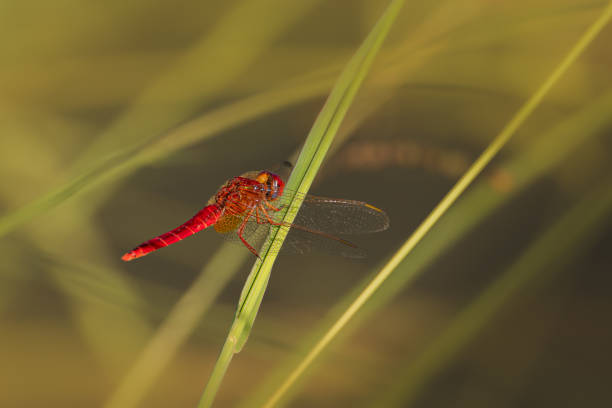 istock red dragonfly close up in the morning light 1642245690
