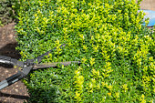 Hedge shears cut bush in garden. Gardener pruning, trimming buxus, boxwood shrubs with hedge shears. Pruning, trimming buxus.