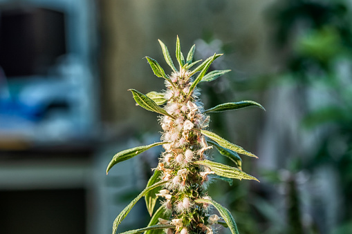 Part of a plant on a blurred background. Photo taken in Chelyabinsk, Russia.