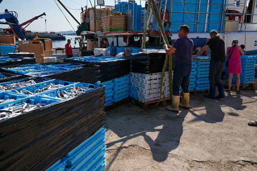 Fisherman working on Transporting fresh small sea fish in crates from fishing boat to pier, for market delivery. It is on Croatia coast on Mediterranean, Europe.