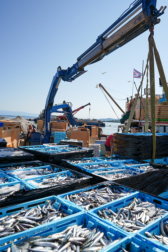 Transporting fresh small sea fish in crates from fishing boat to pier for market delivery with big Crain. It is on Croatia coast on Mediterranean, Europe.