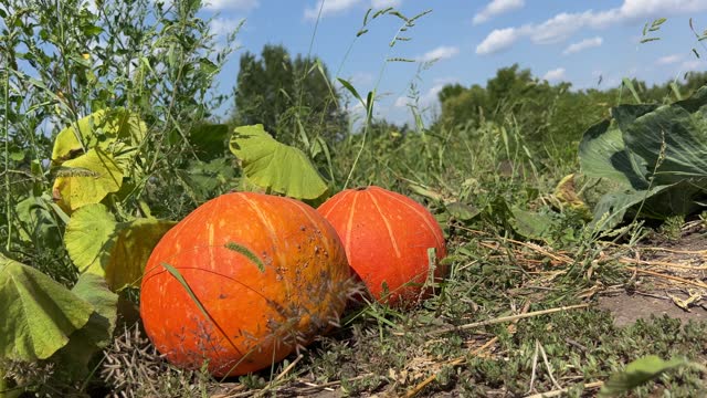 Pumpkin growing in the field.