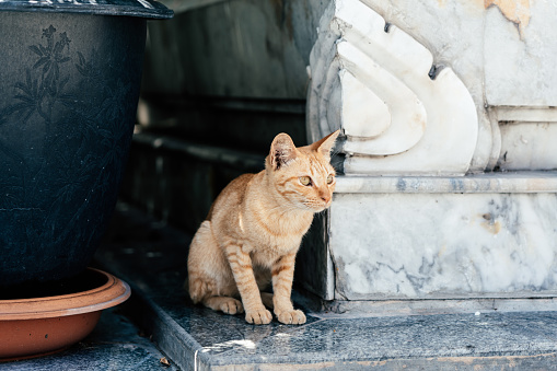 Homeless cat in Bangkok
