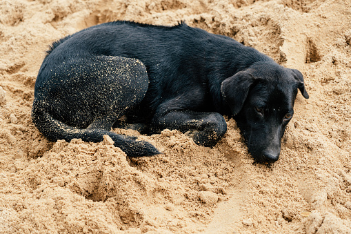 Homeless dog sleeping on sand