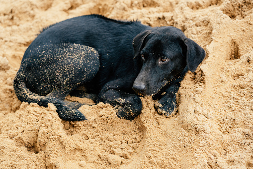 Homeless dog sleeping on sand