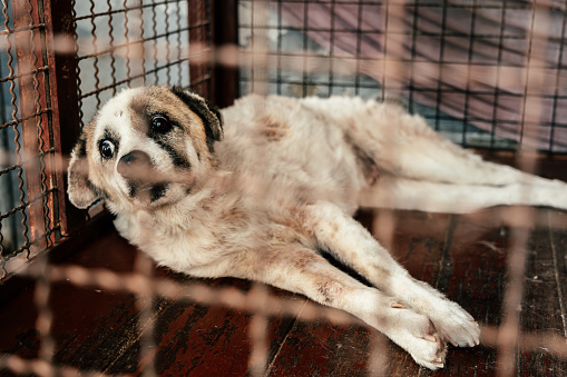 Dog shelter in Bangkok