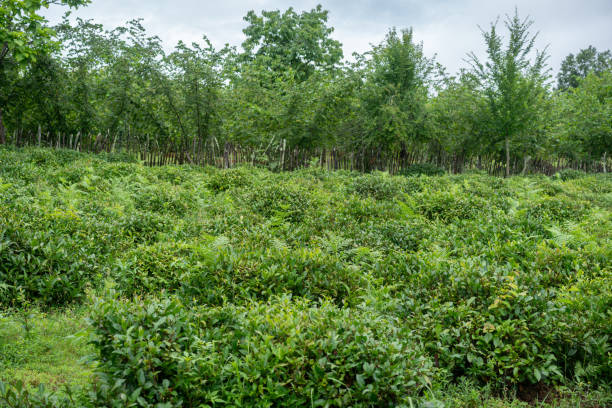 Tea plantation in Georgia,Guria