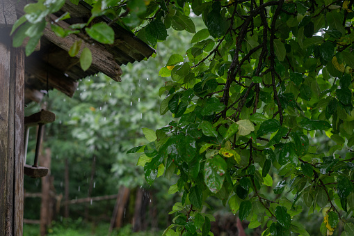 Raining on roof wood home,Raindrops fall continuously with blur green nature background.