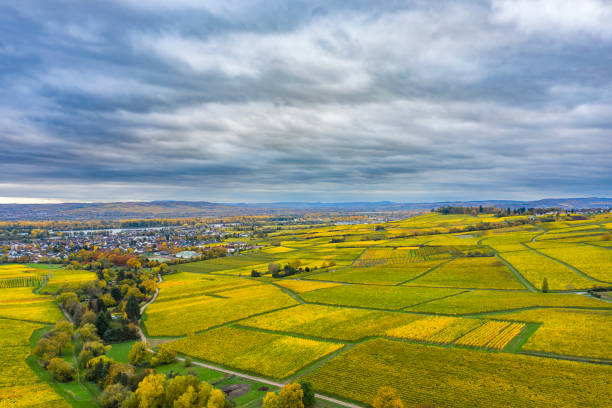 istock Autumn in the Rheingau vineyards 1642324424