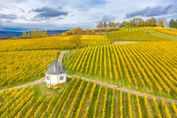 istock Autumn in the Rheingau vineyards 1642324428