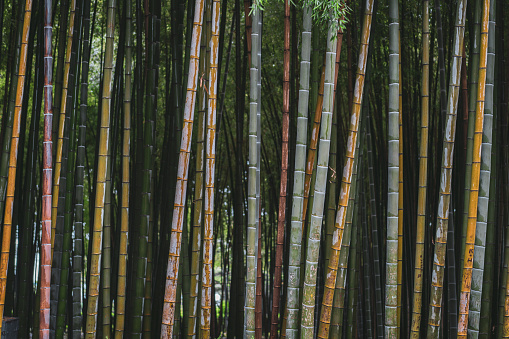 Tree trunks in bamboo forest