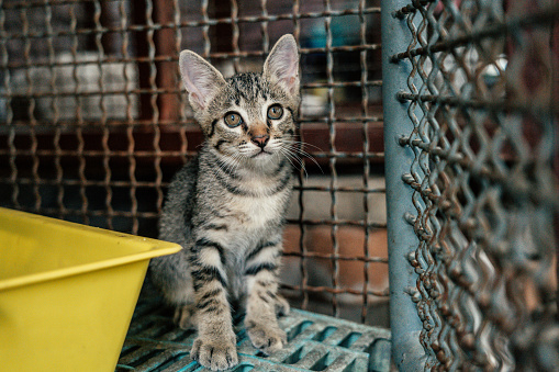 Kitten sitting in cages at animal shelter