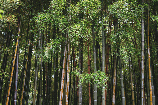 Part of bamboo trunks in a bamboo forest in Arashiyama, Japan
